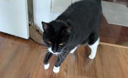 Lost Female Cat last seen Spoor Ave , Poughkeepsie, NY 12603