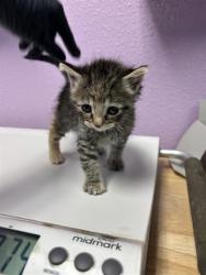 Shelter Stray Female Cat last seen El Paso, TX 79936, Fort Bliss, TX 79906