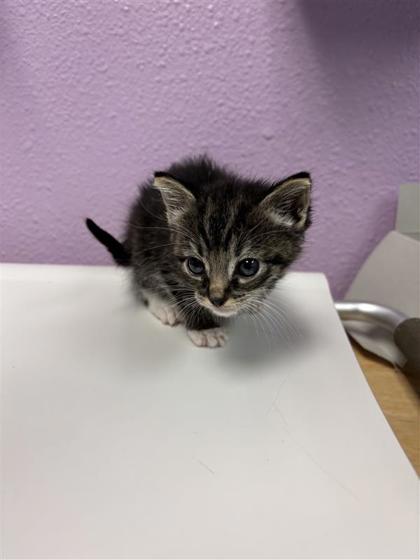 Shelter Stray Female Cat last seen El Paso, TX 79907, Fort Bliss, TX 79906