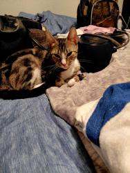 Lost Female Cat last seen Near 154th ave e, Sumner, WA 98390