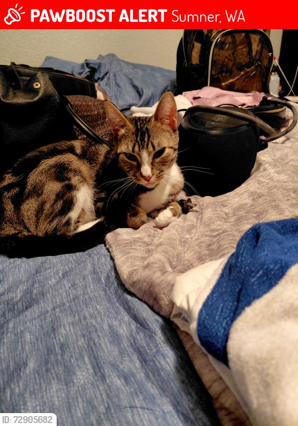Lost Female Cat last seen Near 154th ave e, Sumner, WA 98390