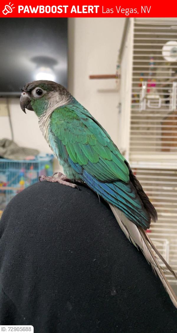 Lost Male Bird last seen Charleston and Eastern, Las Vegas, NV 89101