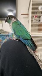 Lost Male Bird last seen Charleston and Eastern, Las Vegas, NV 89101