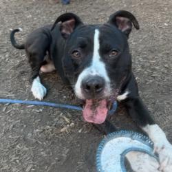 Shelter Stray Male Dog last seen , GA , Atlanta, GA 30341