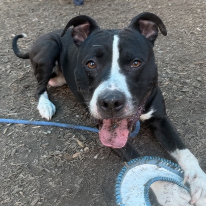 Shelter Stray Male Dog last seen , GA , Atlanta, GA 30341