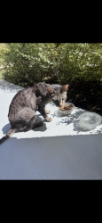 Found/Stray Female Cat last seen Legato Curve & Whisper Pond, San Antonio, TX 78252