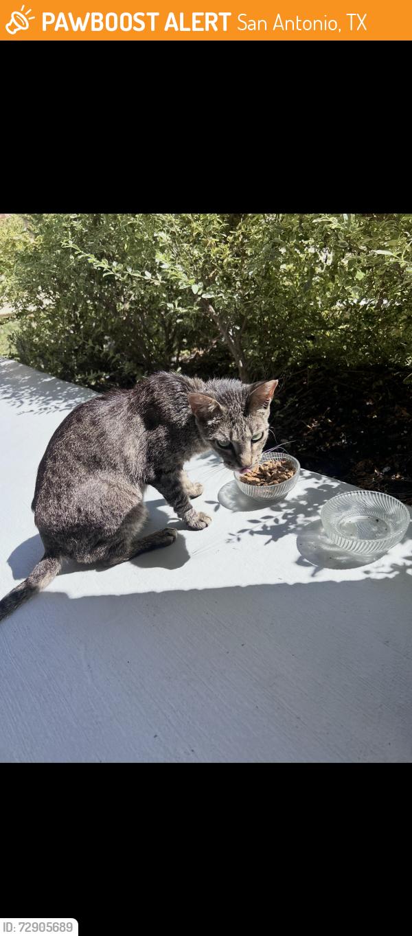 Found/Stray Female Cat last seen Legato Curve & Whisper Pond, San Antonio, TX 78252