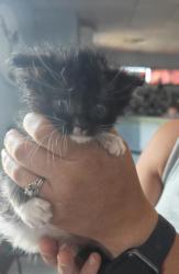 Shelter Stray Male Cat last seen Near NC Hwy 55 W, Dover, NC, New Bern, NC 28562