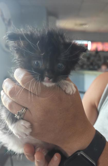 Shelter Stray Male Cat last seen Near NC Hwy 55 W, Dover, NC, New Bern, NC 28562