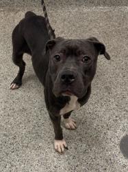 Shelter Stray Female Dog last seen Near Blue River Rd, 64132, 64132, MO, Kansas City, MO 64132