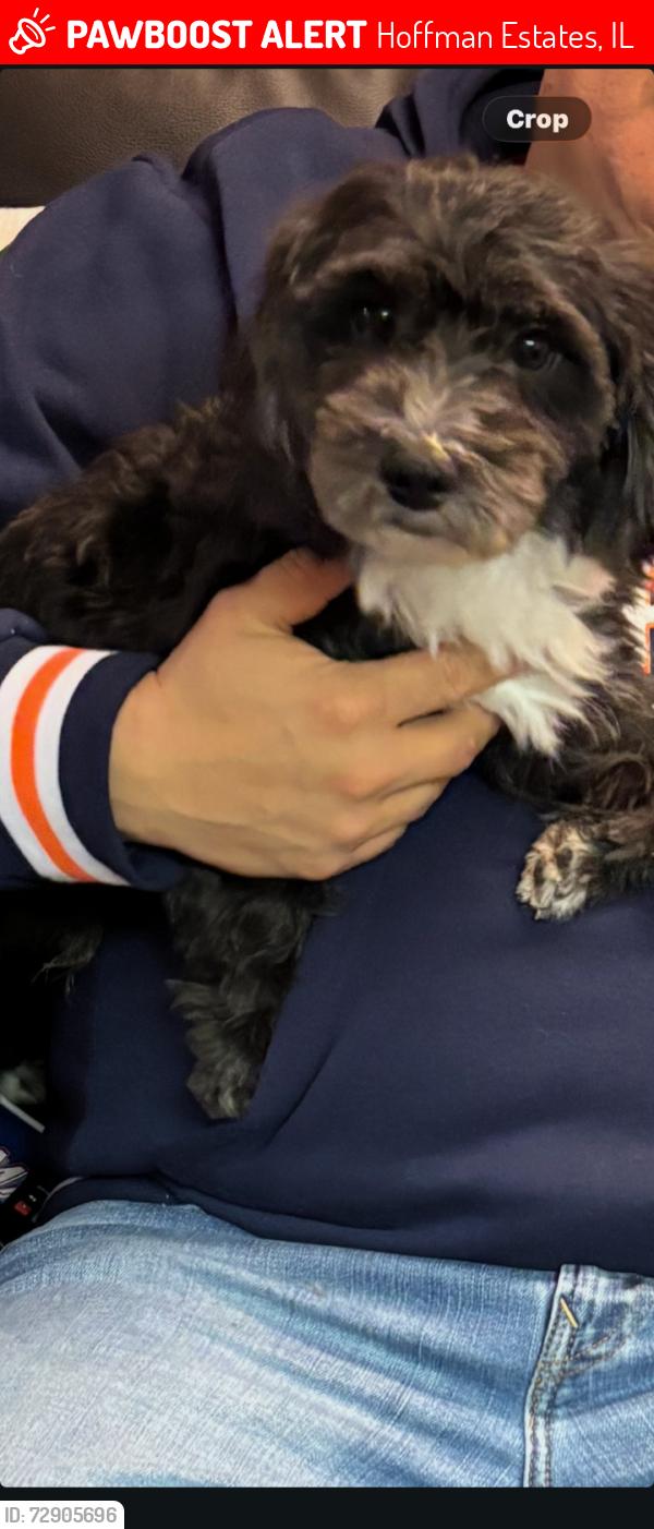 Lost Male Dog last seen Morton st, Hoffman Estates, IL 60169