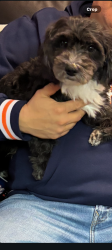 Lost Male Dog last seen Morton st, Hoffman Estates, IL 60169