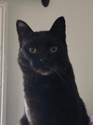 Lost Male Cat last seen PAPA GINOS, Concord, NH 03301