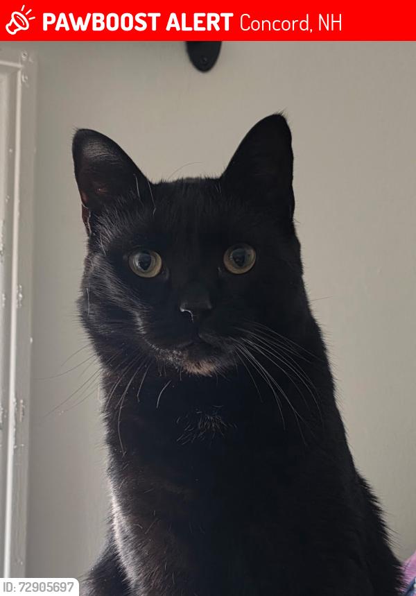 Lost Male Cat last seen PAPA GINOS, Concord, NH 03301