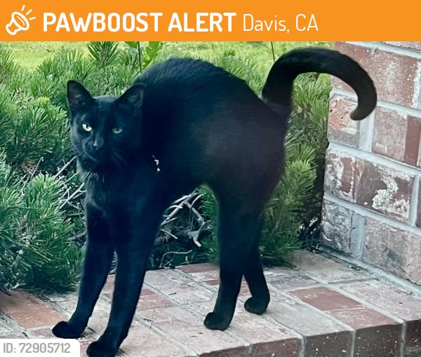 Found/Stray Female Cat last seen Mace blvd, Davis, CA 95617