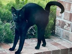 Found/Stray Female Cat last seen Mace blvd, Davis, CA 95617