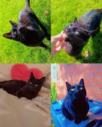 Lost Male Cat last seen Abbey Hey Gorton Manchester , Abbey Hey, England M18 8TQ