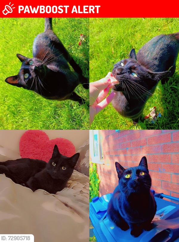 Lost Male Cat last seen Abbey Hey Gorton Manchester , Abbey Hey, England M18 8TQ
