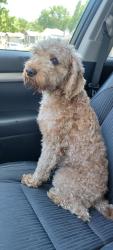 Reunited Unknown Dog last seen N Oak and 109th St., Kansas City, MO 64155