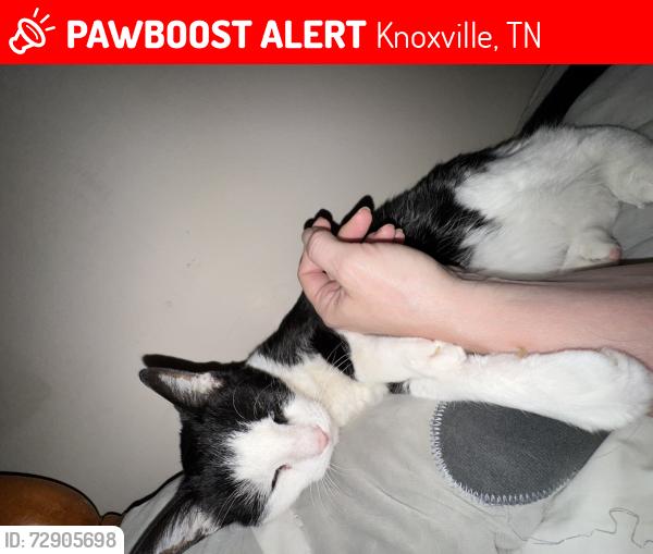 Lost Male Cat last seen Sand Branch Church Thorngrove Pike, Knoxville, TN 37914
