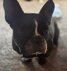 Lost Male Dog last seen Elberta and Mission Trails, Lake Elsinore, CA 92595