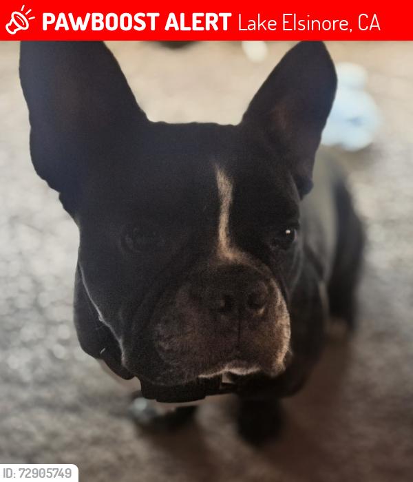 Lost Male Dog last seen Elberta and Mission Trails, Lake Elsinore, CA 92595