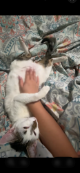 Lost Female Cat last seen Wymore re, Altamonte Springs, FL 32701