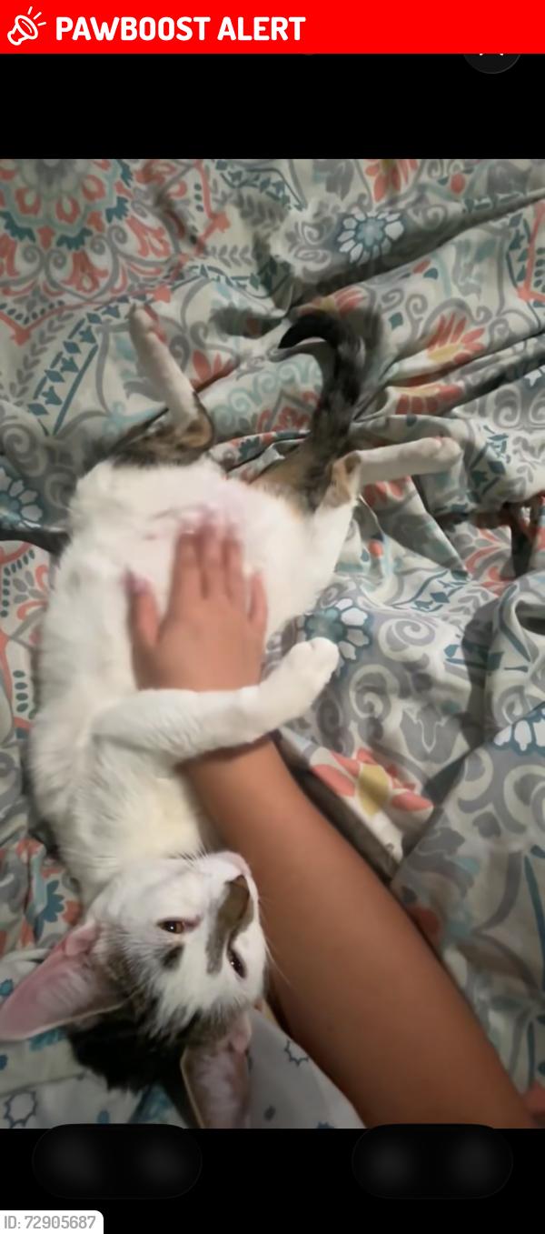 Lost Female Cat last seen Wymore re, Altamonte Springs, FL 32701