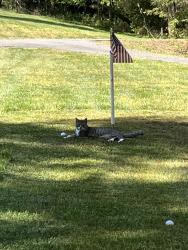 Lost Male Cat last seen East Monbo road Statesville NC, Iredell County, NC 28677