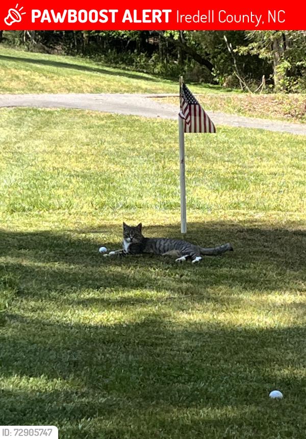 Lost Male Cat last seen East Monbo road Statesville NC, Iredell County, NC 28677