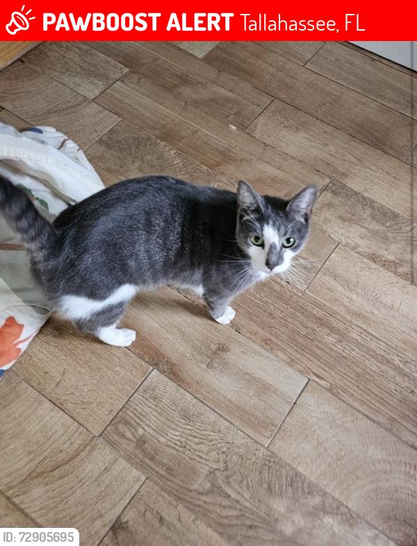 Lost Male Cat last seen Near Marcia Av Tallahassee Fl 32310, Tallahassee, FL 32310