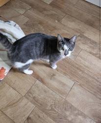 Lost Male Cat last seen Near Marcia Av Tallahassee Fl 32310, Tallahassee, FL 32310