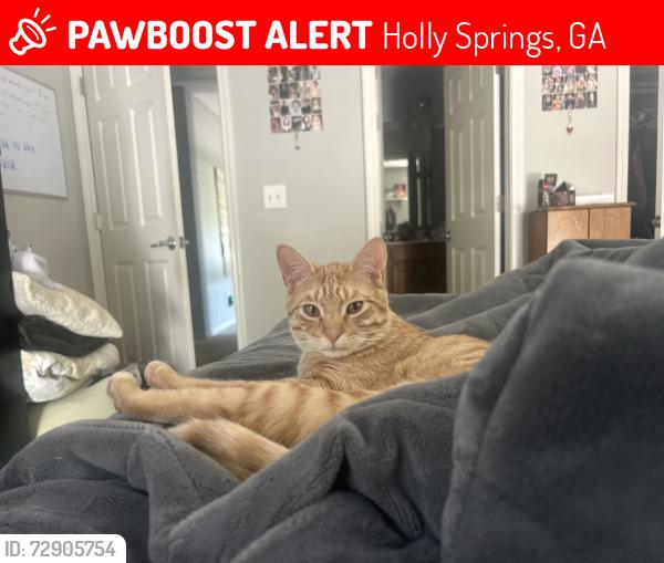 Lost Male Cat last seen syemore pass, Holly Springs, GA 30115