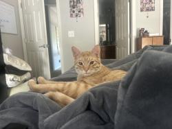 Lost Male Cat last seen syemore pass, Holly Springs, GA 30115