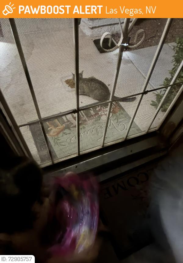 Found/Stray Unknown Cat last seen Woodcrest Subdivision, Las Vegas, NV 89108
