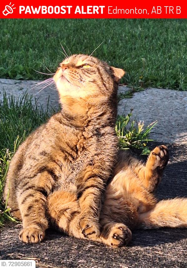 Lost Female Cat last seen Near Riverbend Road, Edmonton, AB T6R 2B3