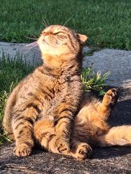 Lost Female Cat last seen Near Riverbend Road, Edmonton, AB T6R 2B3