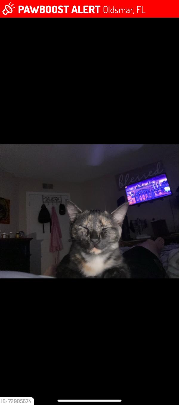 Lost Female Cat last seen Tampa Rd and Forest Lakes Blvd, Oldsmar, FL 34677