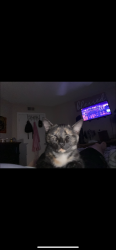 Lost Female Cat last seen Tampa Rd and Forest Lakes Blvd, Oldsmar, FL 34677