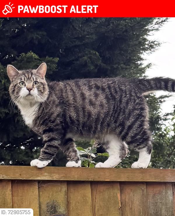 Lost Male Cat last seen Bristol to Bath cycle track, South Gloucestershire, England BS30 8YZ
