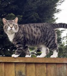 Lost Male Cat last seen Bristol to Bath cycle track , South Gloucestershire, England BS30 8YZ