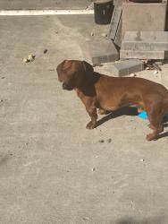 Found/Stray Unknown Dog last seen 74th and Piper, Los Angeles, CA 90045