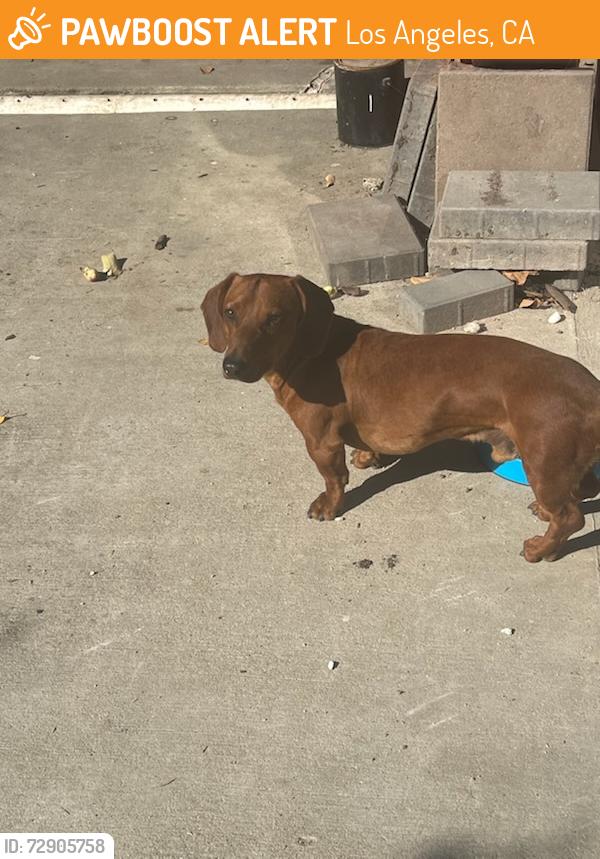 Found/Stray Unknown Dog last seen 74th and Piper, Los Angeles, CA 90045