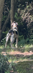Found/Stray Male Dog last seen Nellie Head Baptist, Tunnel Hill, GA 30755