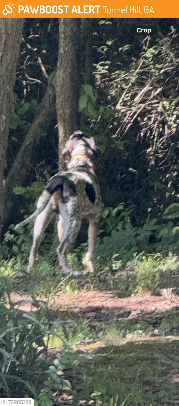 Found/Stray Male Dog last seen Nellie Head Baptist, Tunnel Hill, GA 30755