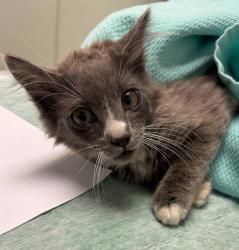 Shelter Stray Male Cat last seen Near Milbrae Street, San Diego, CA, 92113, San Diego, CA 92110