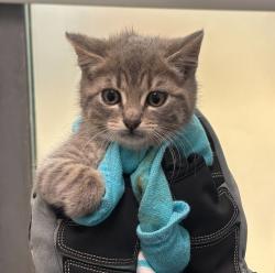 Shelter Stray Female Cat last seen Near E Mission Bay Drive, San Diego, CA, 92109, San Diego, CA 92110