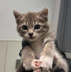 Shelter Stray Female Cat last seen Near E Mission Bay Drive, San Diego, CA, 92109, San Diego, CA 92110