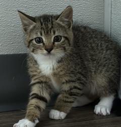 Shelter Stray Unknown Cat last seen Near E Mission Bay Drive, San Diego, CA, 92109, San Diego, CA 92110