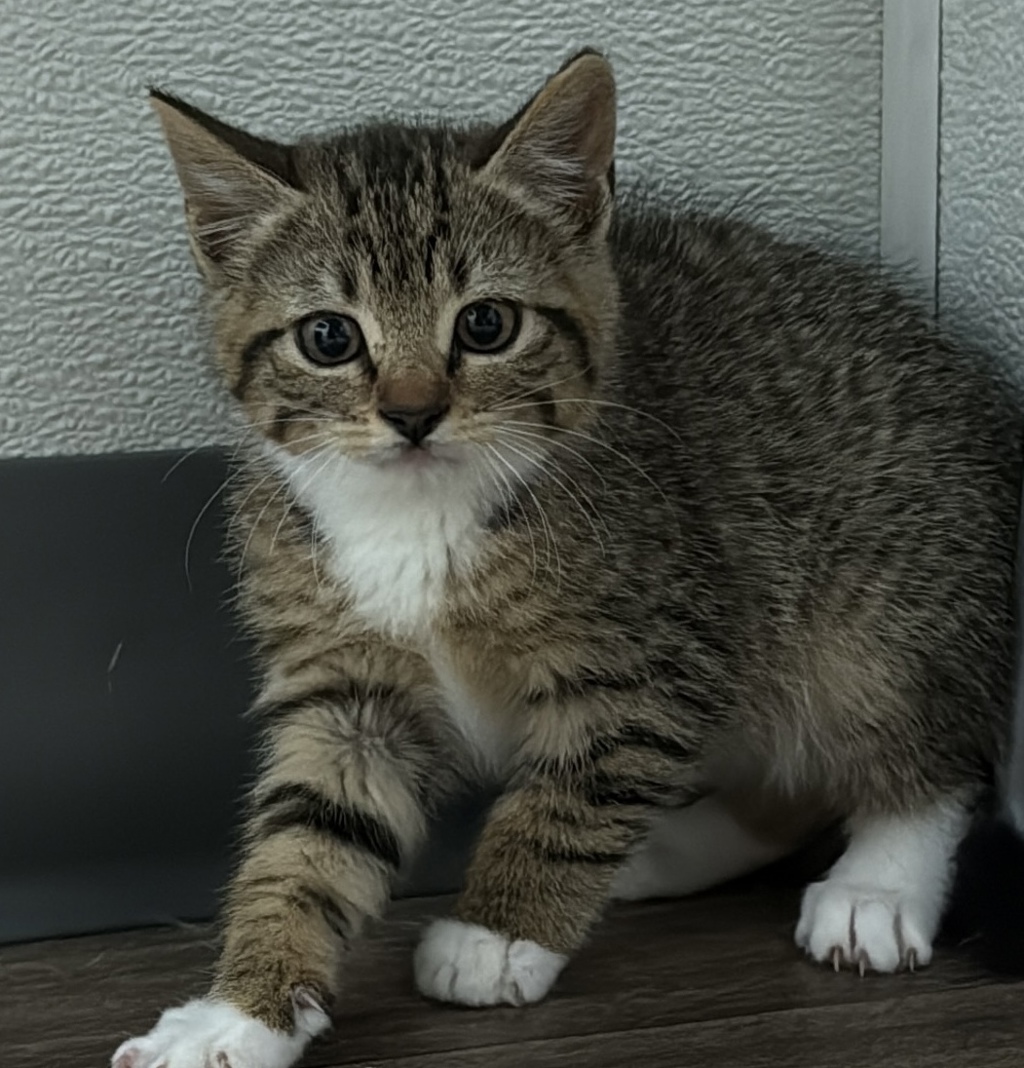Shelter Stray Unknown Cat last seen Near E Mission Bay Drive, San Diego, CA, 92109, San Diego, CA 92110